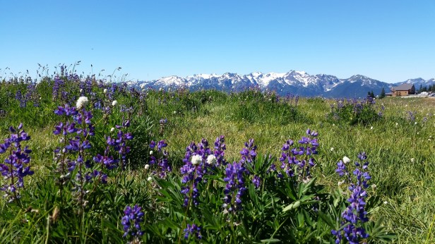 Hurricane Ridge Olympic National Park