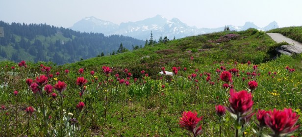 Mount Rainier National Park Wildflowers