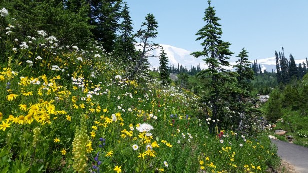 Mount Rainier wildflowers