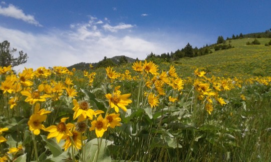 Bozeman Montana M trail