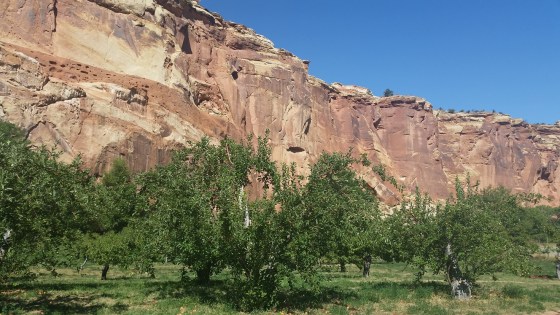 Capitol Reef apple orchard