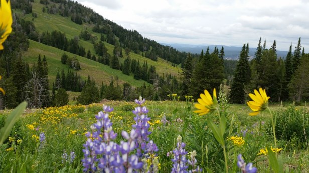 Wildflowers in Yellowstone National Park